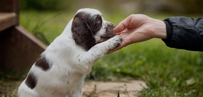 shutterstock 242328097 VORREI UN CUCCIOLO PROMESSA